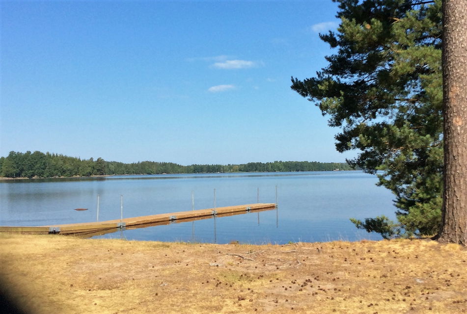 Madkroken, Sandskog