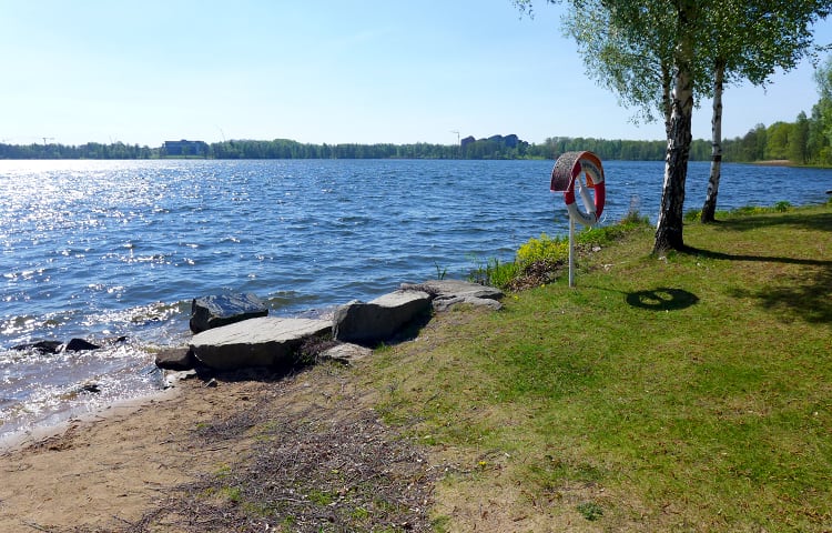 Växjösjön Strandbjörket